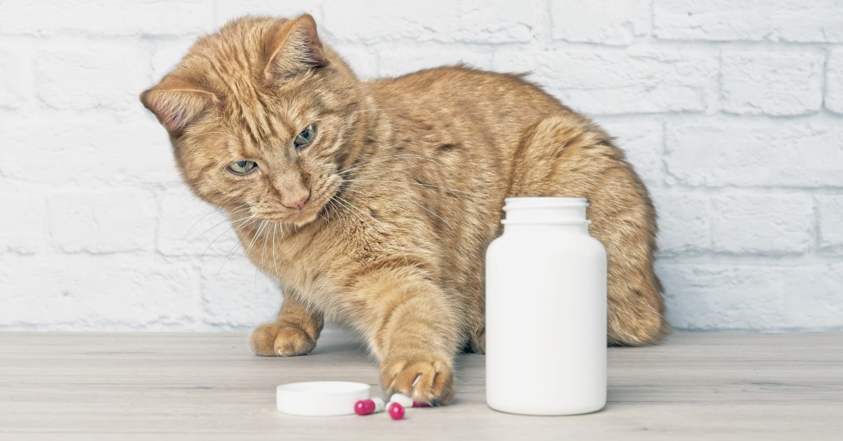 Nutritional Supplements for Your Cat